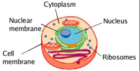cytoplasma on twitter http t co d81bnmo2t4
