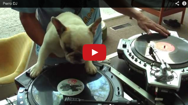 Petludos's tweet photo. El perro DJ :3 http://t.co/erraDeNOzj http://t.co/TTeSuHwCna