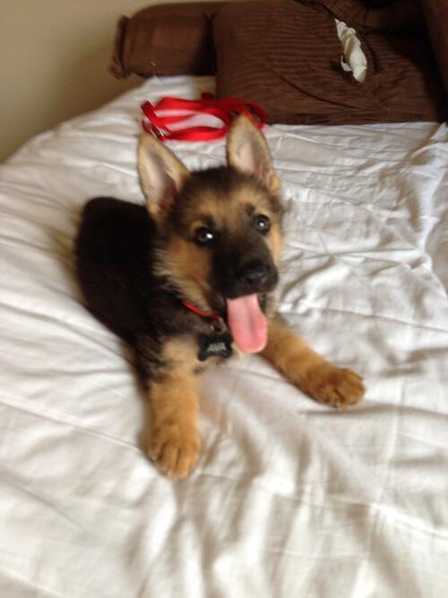 StumblerVideos's tweet photo. If youre having a bad day I hope this baby German Shepard helps http://t.co/zPY3w4yKDm