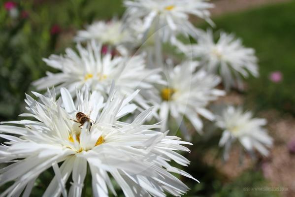 SowSeedsLtd's tweet photo. This awesome perennial comes back year after year, Chrysanthemum Crazy Daisy. #cutflowerseeds http://t.co/ayOh9tMrGf http://t.co/u3q308wdr6