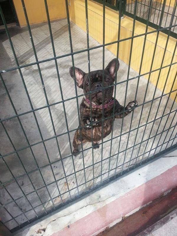 MUY URGENTE: LA SACRIFICAN: BULDOG FRANCES CON PEDIGRI HEMBRA EN ADOPCION, URGENTE CONTACTO SARA 649942274 ESPAÑA