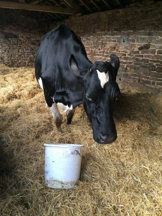 thisisdairy's tweet photo. My beautiful #Marjoree close to calving, off her food this morning is always a sign! ^Abi http://t.co/4zekRkHNSI