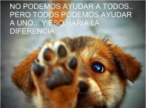 katysaar's tweet photo. Adopten!!! Es lo más hermoso que se puede hacer sobre todo si los ven sufriendo en la calle... #doglover http://t.co/4J2gVzDsWn