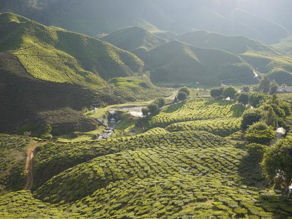 "Ook zo benieuwd welk verhaal er zit achter jouw kopje #Fairtrade thee? maxhavelaar.nl/boerenverhalen #FairtradeWeek "