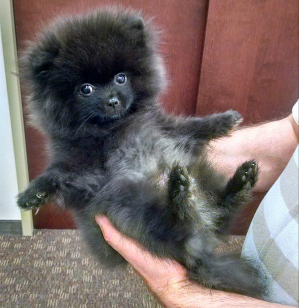 Time to strike a pose. #puppy #pomeranian