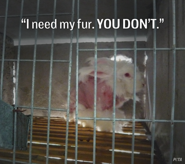 Telitabobita's tweet photo. @melissagrelo @TheSocialCTV http://t.co/tnPGKdRH3g #woolkills #furkills