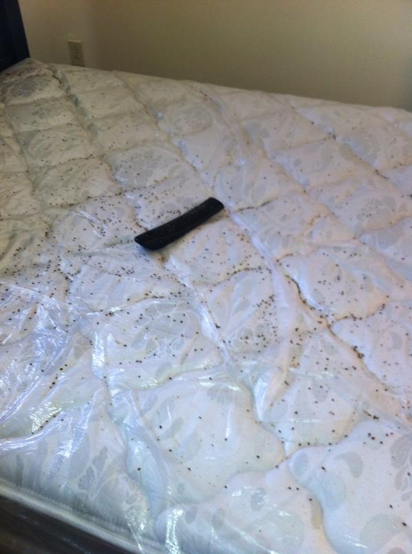 William Curry On Twitter Bedbugs After Heat Treatment Bedbug D Bugbox Http T Co Up3gvw8puk William Curry On Twitter Bedbugs After Heat Treatment Bedbug D Bugbox Http T Co Up3gvw8puk