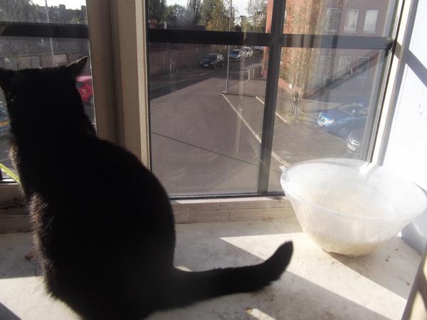 MeesterAl's tweet photo. Guardian of the dough. http://t.co/kARMrDxRXL