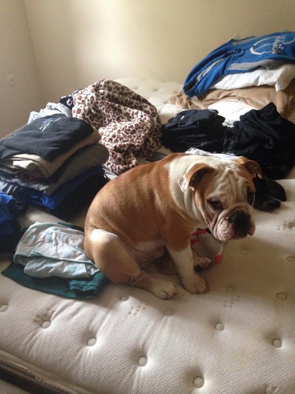 When I try to wash the sheets and sort the laundry this is where he sits 😐