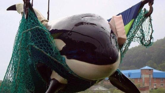 RussiaAnimals's tweet image. Подпишите петицию что бы остановить издевательства над косатками change.org/p/%D0%B3%D0%BE…москва #orca #новости москве