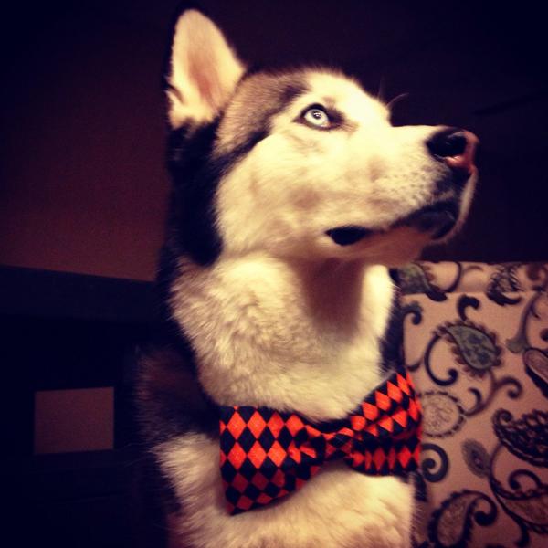 husky with bow tie