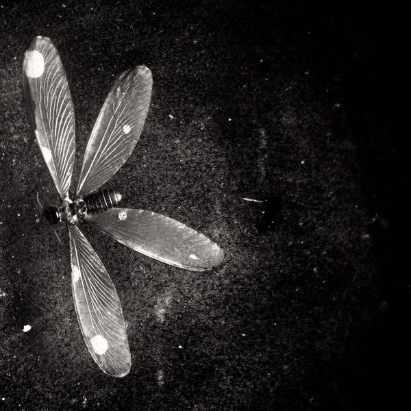 AratiKumarRao's tweet photo. Ephemera II
Remains of a bright night. 

#iphone #termites #alates #diwali http://t.co/1kO1gVVrFs