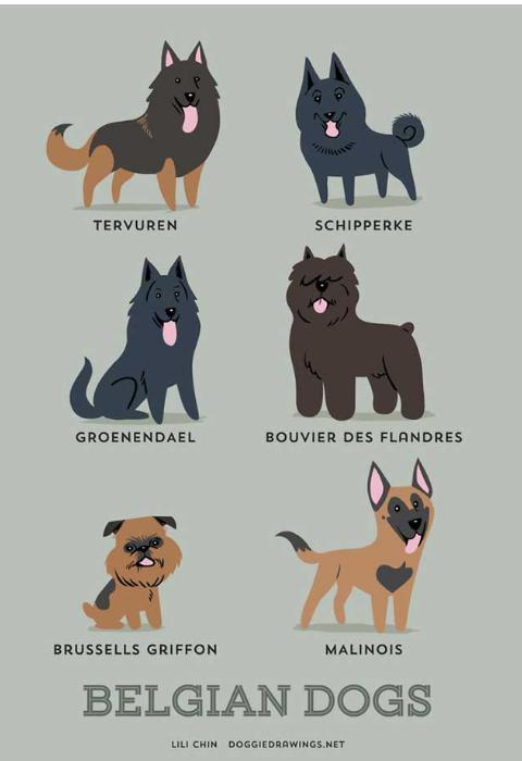 PetWishes's tweet photo. Razas de Bélgica! @WeLoveDogsBf @RescateAnimalEC  @TEAFundacion @yo_amo_animales @FADAecuador  @MansionMascota http://t.co/19vBgEMlBM