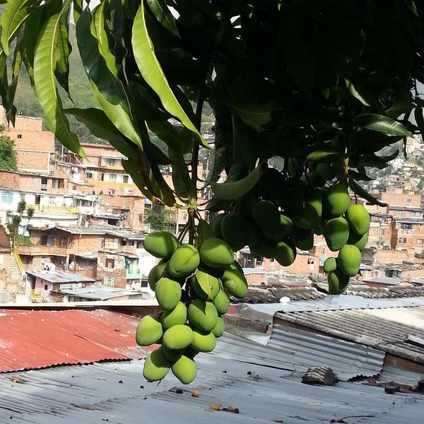 SONBATAMusic's tweet photo. Issssss, Apenas  es pa' una ensalada bien cargada con sal y limón... http://t.co/GBVHAGNivQ