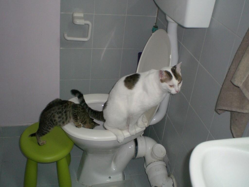 Открытка, картинки смешные какать