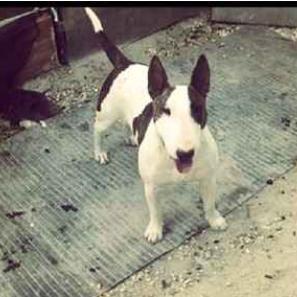 12345_mar's tweet photo. Se perdió el domingo por la mañana,sí alguien la ha visto por favor que se ponga en contacto conmigo. Gracias http://t.co/NBeZU0HiEW