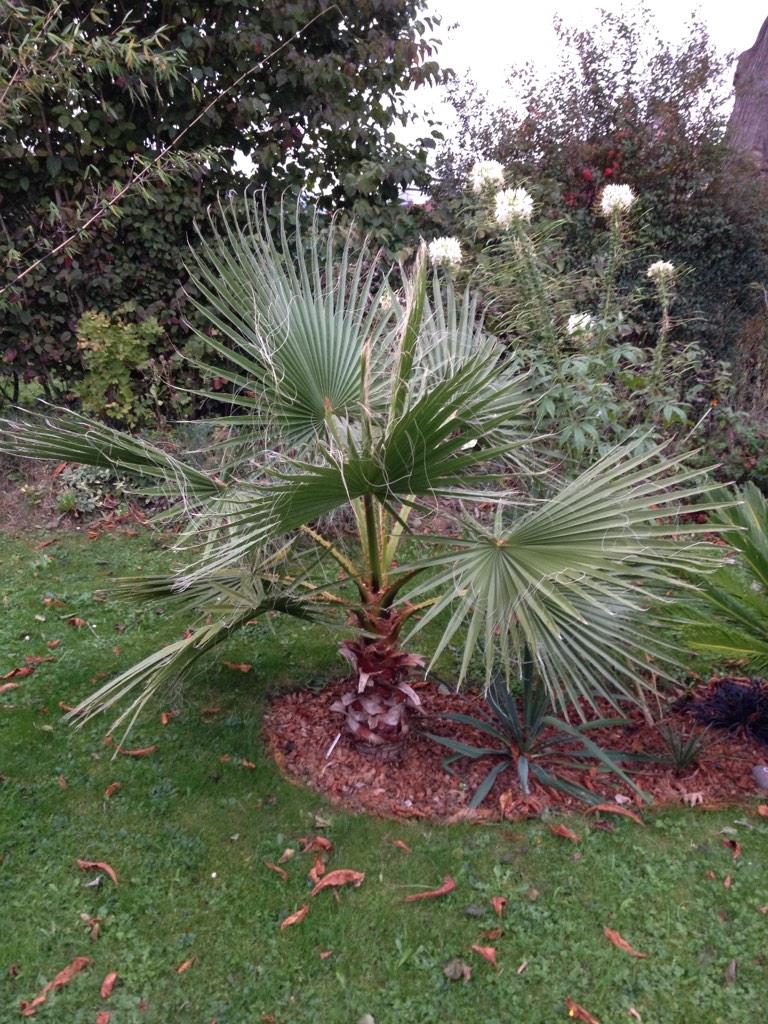 Jardin "La Palmeraie" à Renaix (B) - Page 2 B1DFP4QCYAAcuIp