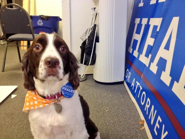 maura_healey's tweet photo. Mindy comes down to HQ to sign up for @maura_healey GOTV! #mapoli #dogs4maura http://t.co/UmLUczfsuP