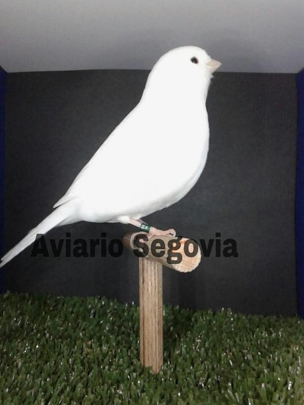 Joseekaa7's tweet photo. Nueva adquisicion. http://t.co/vF8qh2QOgD