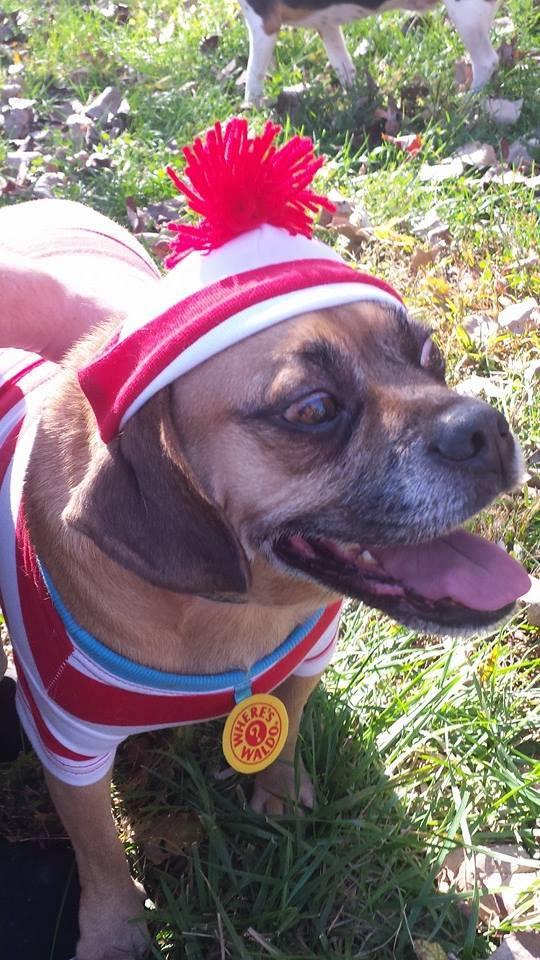 dingobones's tweet photo. Enter Dingo's Costume Sweepstakes for a chance to win free Dingo bones for a year! Good luck everyone! #Dingosweeps http://t.co/gAHcs7oAeg