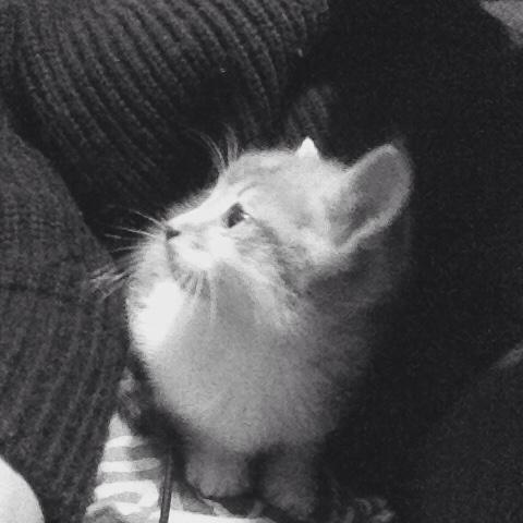 GiuliaAlbani's tweet photo. 😻😻 http://t.co/oJloMPN4Iq