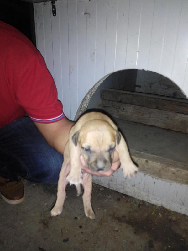 Rafa8Fernandez's tweet photo. Se venden cachorros de pitbull,  interesados preguntar por MD! Rt Gracias http://t.co/opheMCUWwZ