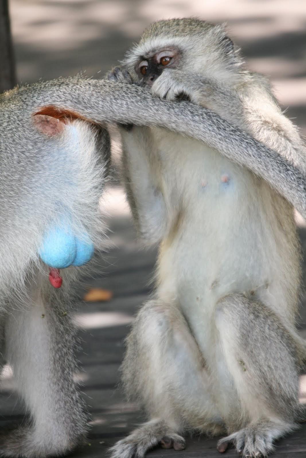 Did the Scrotum Evolve for Showing Off? Look at the Blue Balls on This Monkey. A