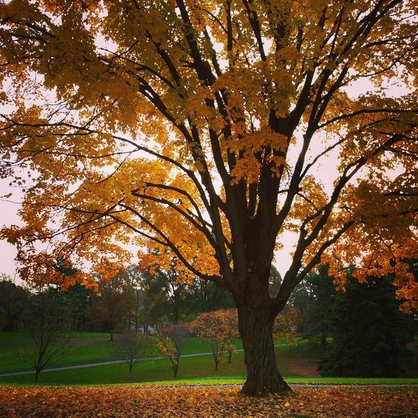 bfrostgolf's tweet photo. #cccgrounds Gotta love the trip C in the fall! http://t.co/piQWvfJQRS