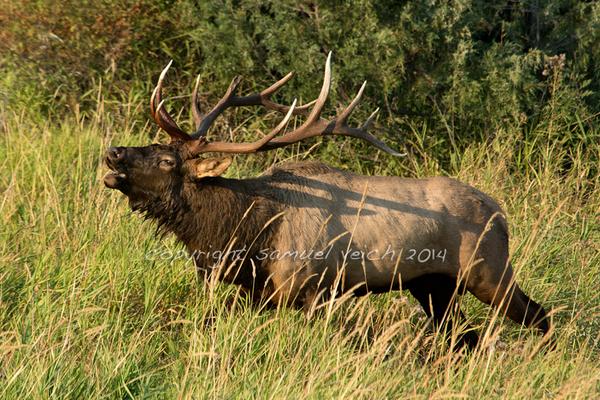 WildReflections's tweet image. #Bugling #BullElk. #MontanaMoment #MissionMountains #bulls #elk
