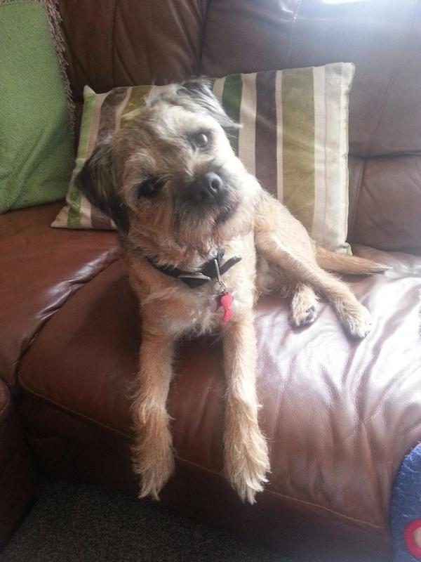 trehailes's tweet photo. @Smcheetham @misheleneous @btinahat @LynnieYankee @TidyBetty @Ambicltd1 Hi all. Please say hello to #chip #bt :-) http://t.co/2RKwEAUMrs