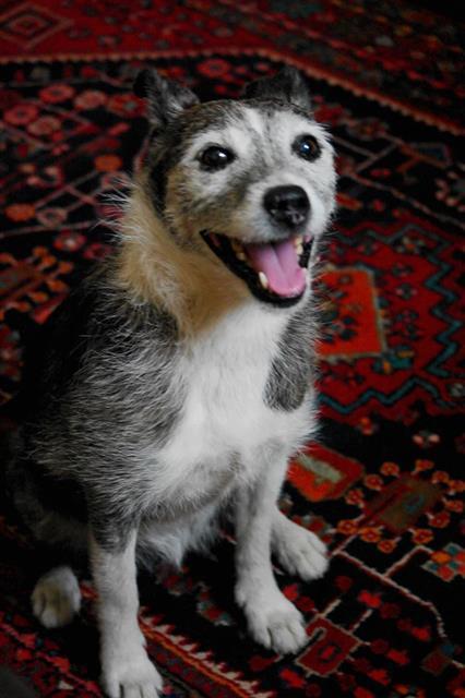 Penny2449's tweet photo. Imogen 12.5 yrs old only pet kids 5+ very affectionate, she is in Norwich can be rehomed anywhere @SeniorStaffy http://t.co/3JGQAFgkN7