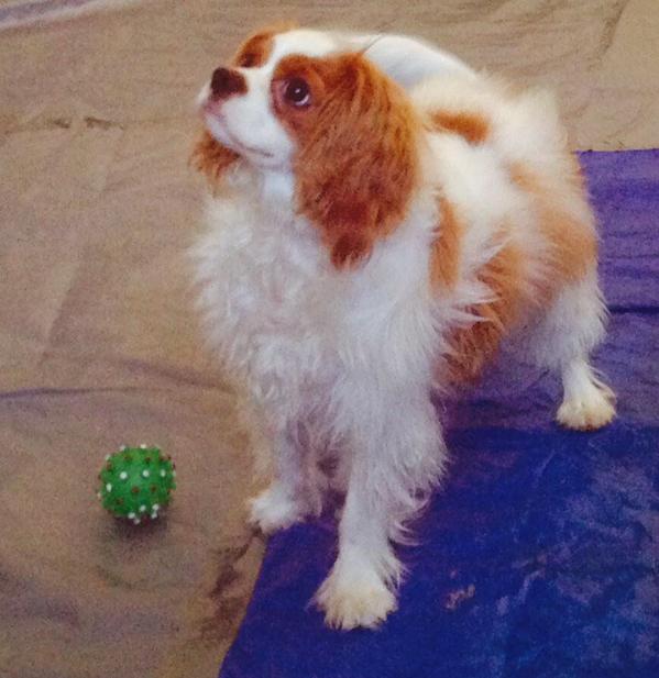 CarrTami01's tweet photo. #SavingBentley This week, vets will send samples from Bentley to a lab. @dallaspiosana hopes for reunion w/Nina soon. http://t.co/lzIbIVZeDn