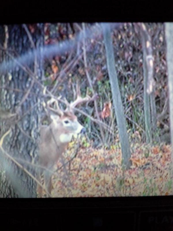 HotchkinStetson's tweet photo. Just had a very close encounter with this little guy! http://t.co/Oyl9ipYZFT