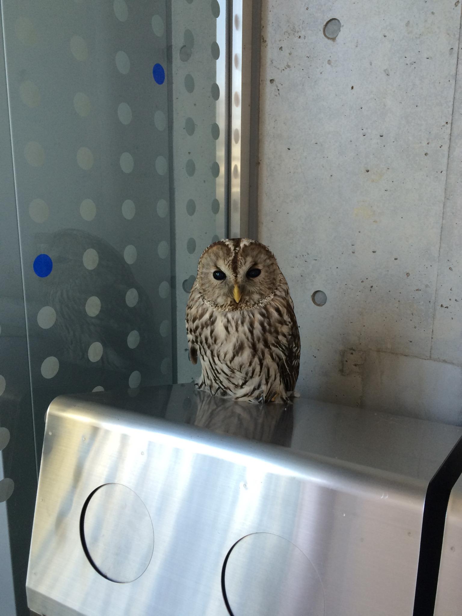 慶應義塾大学湘南藤沢メディアセンター メディア外のごみ箱の上に フクロウ が寝て いました ハリー ポッター登場かと大騒ぎしてるとギャラリーに驚いたのか 翼を広げて飛んでいってしまいました 野生のフクロウを見たのは初めてです Hn Http T