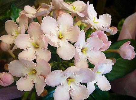 もも على تويتر おはようございます O 10 29誕生花 アッサムニオイサクラ 花言葉は 匂い立つ魅力 別名ルクリア インドの アッサム地方が原産の花木 ごく淡い白やピンクのお花にはいい香りがあり 花名はアッサム原産のお花なので付きました Http T Co