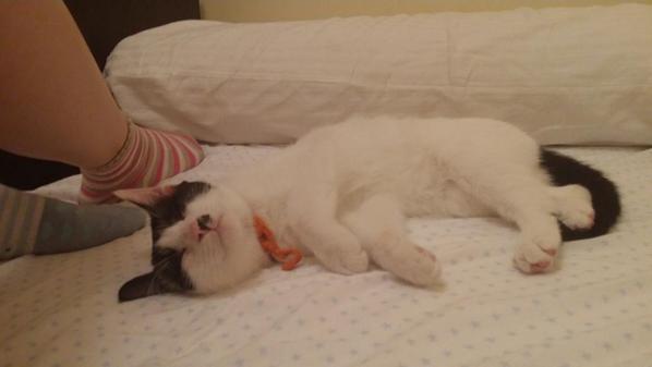 LadyApnea's tweet photo. Suerte que la cama es grande... @MejiStark http://t.co/FmffabQ2hq