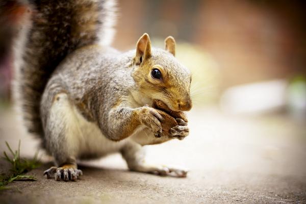 CutenessRocks_'s tweet photo. When you are hungry and your friends try to take a bite off your food FAV &amp; RT http://t.co/zFQ8EcUiwY #cutenessrocks http://t.co/13a4Pts1Sp