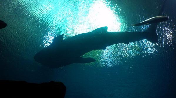 RobinsonMeta's tweet image. Tour to an aquarium.