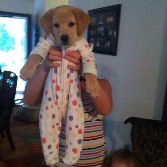 TypicalGirI's tweet photo. Here's a puppy in a onesie in case you're having a a bad day http://t.co/7wGobjUtht