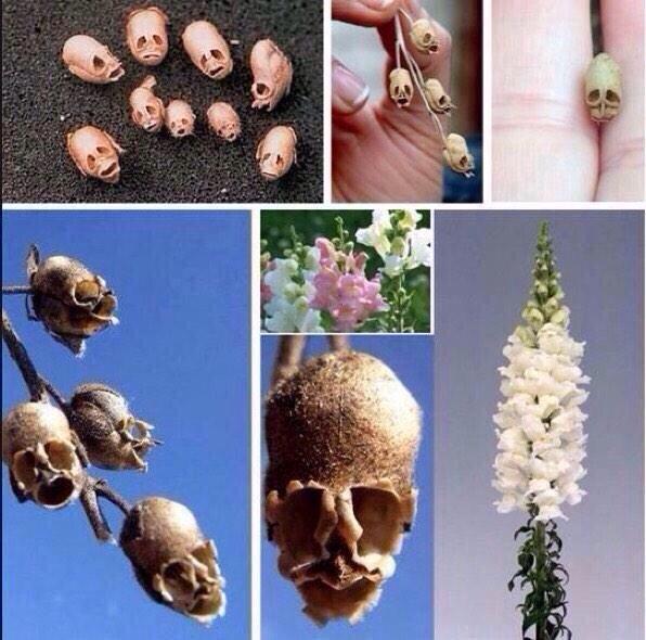 HayQueSaberlo's tweet photo. La flor boca de dragón es hermosa, pero al morir toma forma de pequeños cráneos. http://t.co/X4vKxnn0S6