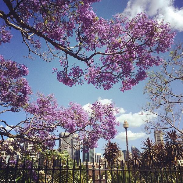 It's that time! Pic (via IG) by sarahjay #jacarandasofsydney #sydneylocal #darlinghurst