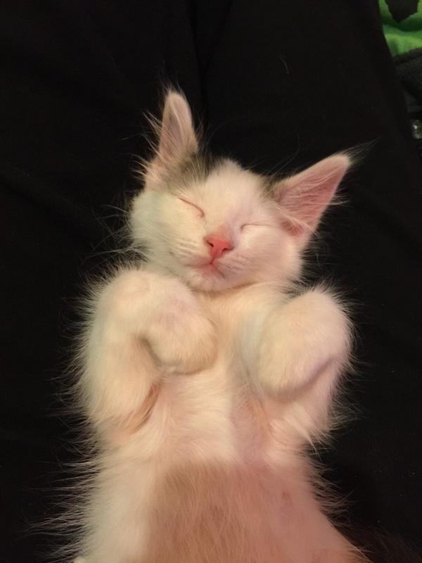 trevimoran's tweet image. Leo pt. 2