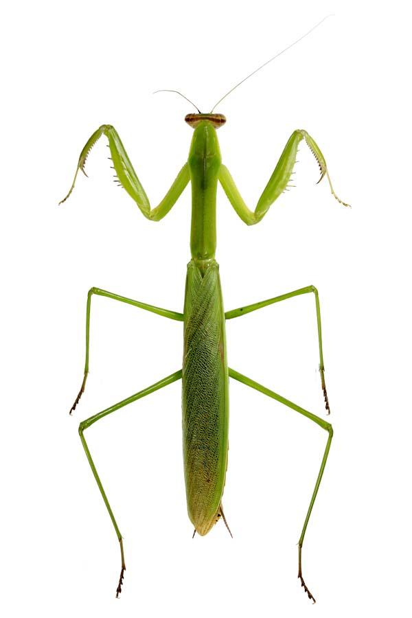 おおかまきり様　ありがとうございます おおかまきり様 ありがとうございます カマキリ株式会社