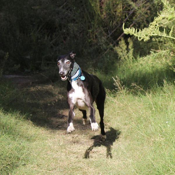 QueenPippa's tweet photo. 🌞🐶🐾🌞 Buenos días amigos!! ~ Good morning friends!! 🌞🐶🐾🌞 ~Humo~ 🐶 #queenpippa #Humo #goodmorning #galgo #galgos #s... http://t.co/EacyUDxC3U