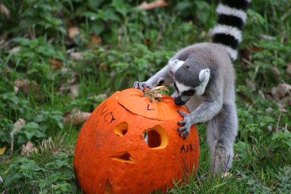 Blackpool Zoo tweet media