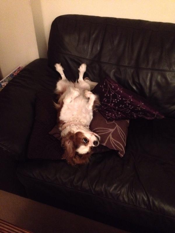Interesting pose #dogslife