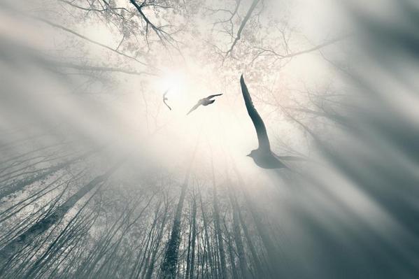 Gabriele_Corno's tweet photo. The Call... by Hikaru Arai #inspiration http://t.co/Qq7RpYhigM