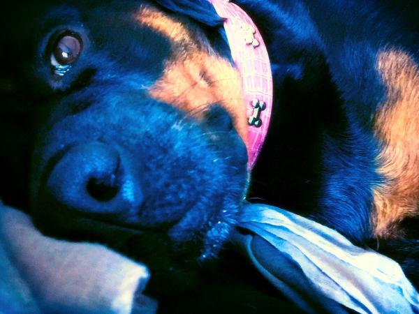 xMiniMacx's tweet photo. I love my mouse more then anything http://t.co/BcVnoGil57