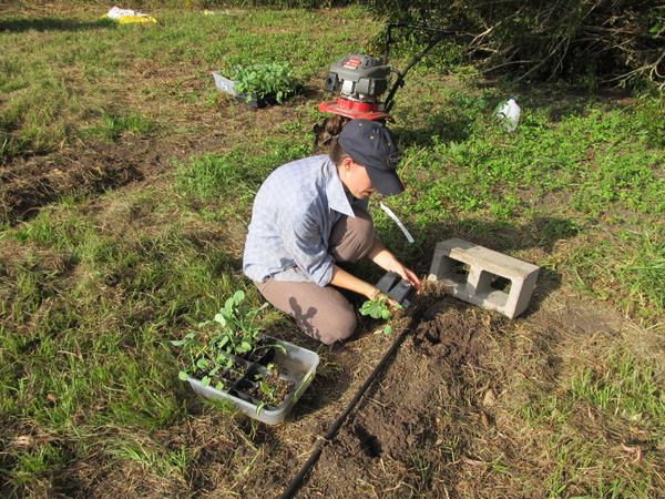CoCreativeFarm's tweet image. Planting broccoli in the new beds. Glad we can accommodate their stay. ;)