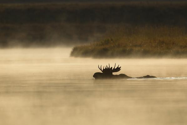 Interior's tweet image. Great photo of a moose on an early morning swim @GrandTetonNPS by Daniel D'Auria